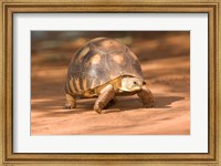 Radiated Tortoise in Sand, Madagascar Fine Art Print