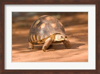 Radiated Tortoise in Sand, Madagascar Fine Art Print