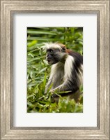 Red Colobus Monkey, Volcanoes NF, Rwanda Fine Art Print