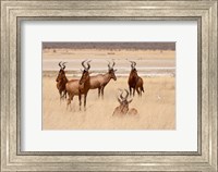 Red hartebeest, Etosha National Park, Namibia, Africa Fine Art Print