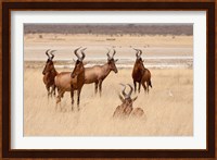 Red hartebeest, Etosha National Park, Namibia, Africa Fine Art Print