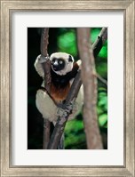 Propithecus sifaka lemur, Madagascar Fine Art Print