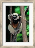 Propithecus sifaka lemur, Madagascar Fine Art Print