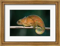 Parson's Chameleon lizard, Perinet Reserve, Madagascar Fine Art Print