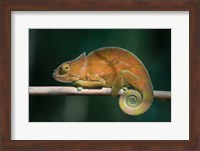 Parson's Chameleon lizard, Perinet Reserve, Madagascar Fine Art Print