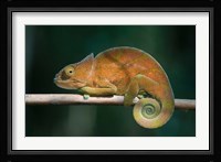 Parson's Chameleon lizard, Perinet Reserve, Madagascar Fine Art Print