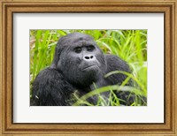 Mountain Gorilla in Rainforest, Bwindi Impenetrable National Park, Uganda Fine Art Print