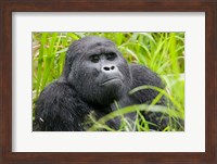 Mountain Gorilla in Rainforest, Bwindi Impenetrable National Park, Uganda Fine Art Print