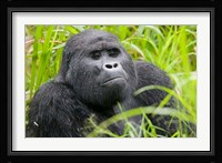 Mountain Gorilla in Rainforest, Bwindi Impenetrable National Park, Uganda Fine Art Print