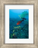 Mozambique, Guinjata Bay, Jangamo Beach, Tropical fish Fine Art Print