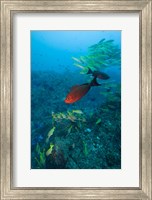 Mozambique, Guinjata Bay, Jangamo Beach, Tropical fish Fine Art Print