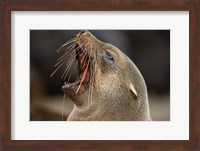 Namibia, Cape Cross Seal Reserve. Close up of Southern Fur Seal Fine Art Print