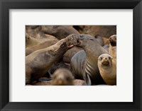 Namibia, Cape Cross Seal Reserve. Group of Southern Fur Seal Fine Art Print