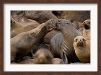 Namibia, Cape Cross Seal Reserve. Group of Southern Fur Seal Fine Art Print