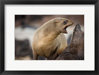 Namibia, Cape Cross Seal Reserve. Southern Fur Seals Fine Art Print