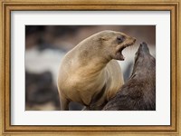 Namibia, Cape Cross Seal Reserve. Southern Fur Seals Fine Art Print