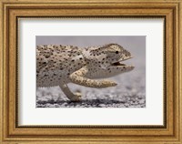 Namibia, Caprivi Strip, Flap Necked Chameleon lizard Head Fine Art Print