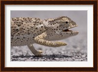 Namibia, Caprivi Strip, Flap Necked Chameleon lizard Head Fine Art Print