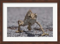 Namibia, Caprivi Strip, Flap Necked Chameleon lizard Fine Art Print