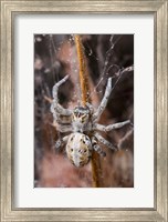 Namibia, Etosha National Park, Spider feeding on moth Fine Art Print