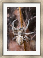 Namibia, Etosha National Park, Spider feeding on moth Fine Art Print