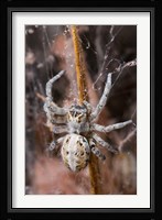 Namibia, Etosha National Park, Spider feeding on moth Fine Art Print