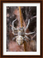 Namibia, Etosha National Park, Spider feeding on moth Fine Art Print