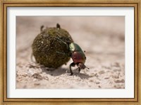 Namibia, Etosha NP, Dung Beetle insect Fine Art Print