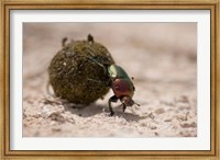 Namibia, Etosha NP, Dung Beetle insect Fine Art Print