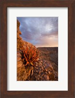Namibia, Fish River Canyon National Park, close up of adesert plant Fine Art Print