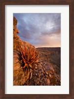 Namibia, Fish River Canyon National Park, close up of adesert plant Fine Art Print