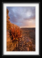 Namibia, Fish River Canyon National Park, close up of adesert plant Fine Art Print