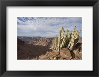 Namibia, Fish River Canyon NP, Cactus succulent Fine Art Print