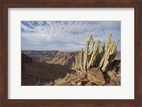 Namibia, Fish River Canyon NP, Cactus succulent Fine Art Print