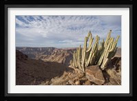 Namibia, Fish River Canyon NP, Cactus succulent Fine Art Print