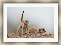 Namibia, Keetmanshoop, Meerkat, mongoose, Namib Desert Fine Art Print