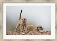Namibia, Keetmanshoop, Meerkat, mongoose, Namib Desert Fine Art Print