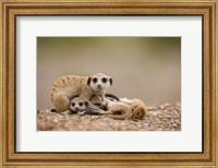 Namibia, Keetmanshoop, Meerkats, Namib Desert Fine Art Print