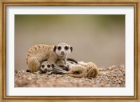 Namibia, Keetmanshoop, Meerkats, Namib Desert Fine Art Print