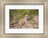 Namibia, Keetmanshoop, Namib Desert, Mongoose Fine Art Print