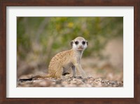 Namibia, Keetmanshoop, Namib Desert, Mongoose Fine Art Print