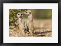 Namibia, Keetmanshoop, Namib Desert, Pair of Meerkats Fine Art Print
