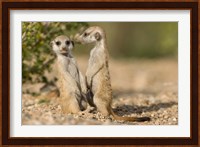 Namibia, Keetmanshoop, Namib Desert, Pair of Meerkats Fine Art Print