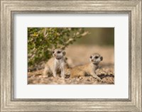 Namibia, Keetmanshoop, Namib Desert, Meerkats lying Fine Art Print