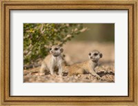 Namibia, Keetmanshoop, Namib Desert, Meerkats lying Fine Art Print