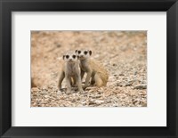 Namibia, Keetmanshoop, Meerkat, Namib Desert, Mongoose Fine Art Print
