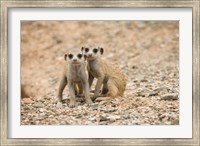 Namibia, Keetmanshoop, Meerkat, Namib Desert, Mongoose Fine Art Print