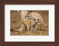 Namibia, Keetmanshoop, Meerkat, Namib Desert, mongoose with babies Fine Art Print