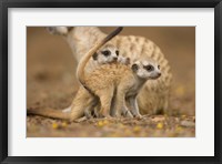 Namibia, Keetmanshoop, Meerkat, Namib Desert, mongoose with babies Fine Art Print