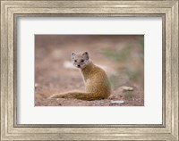 Namibia, Keetmanshoop, Yellow Mongoose wildlife Fine Art Print